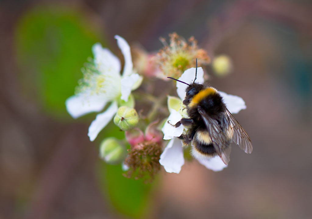 How do bees make honey? How It Works