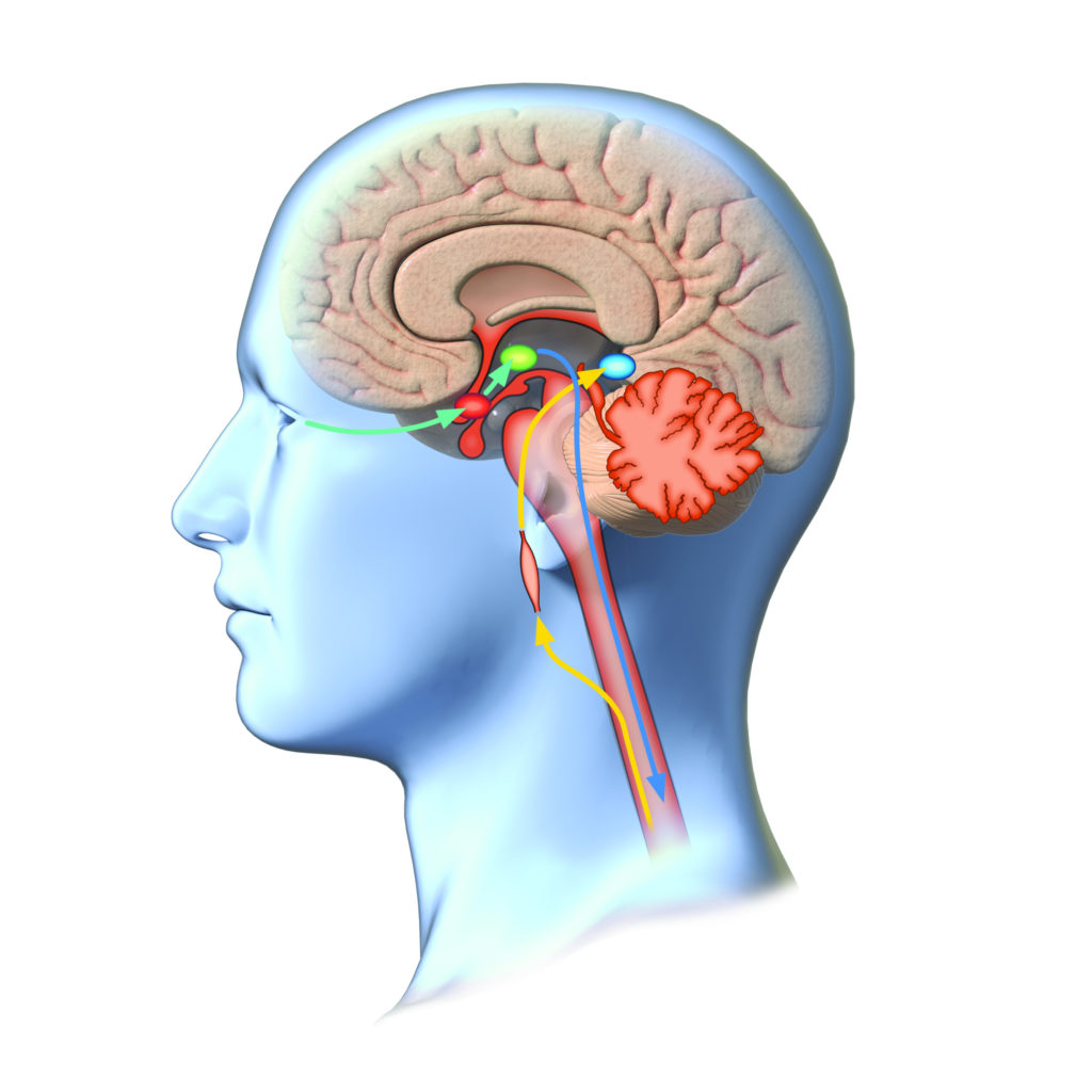 Top 5 Facts The Brain How It Works