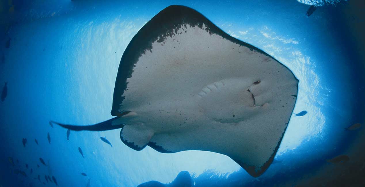 How Do Stingrays Eat