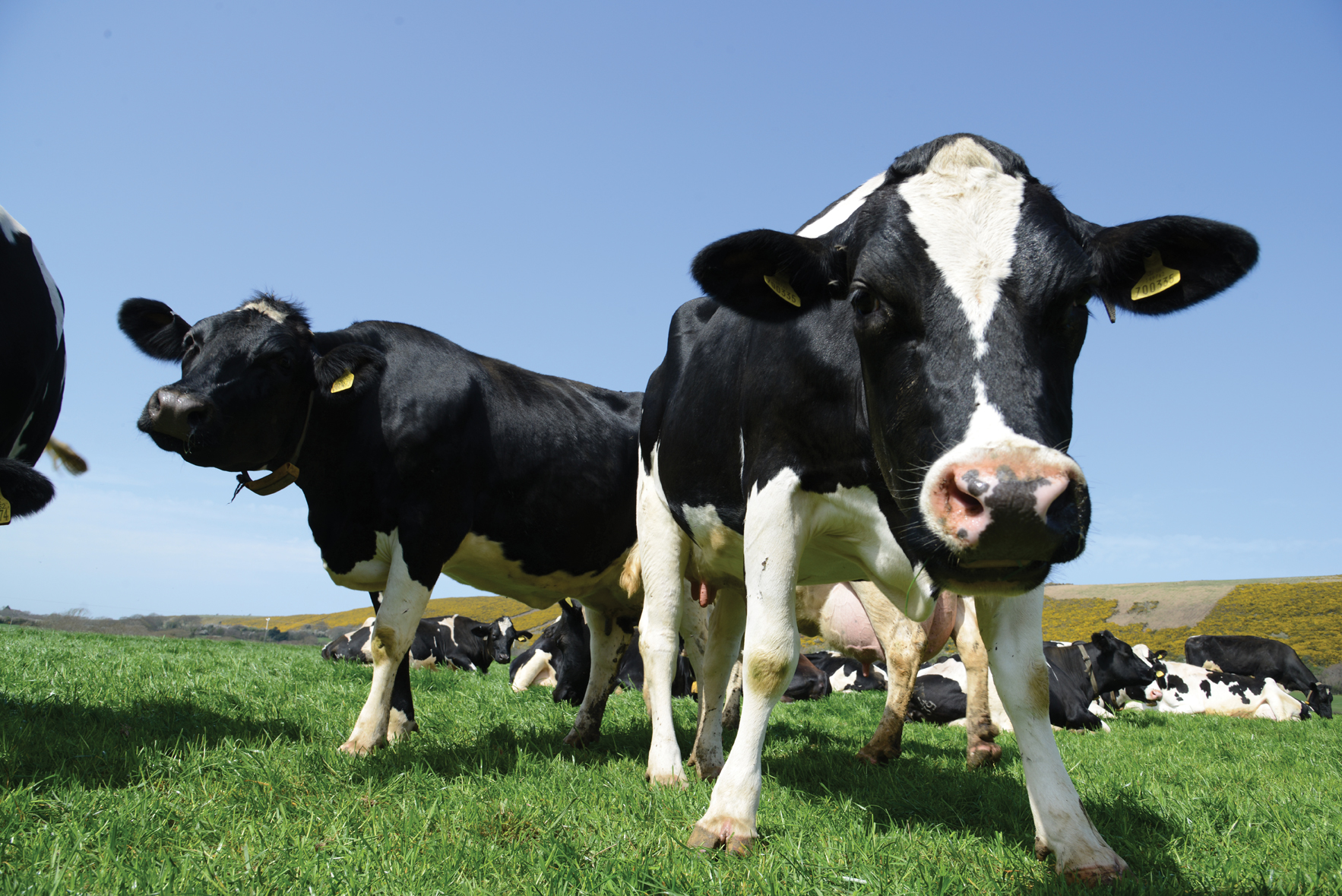 Inside the milk machine: How a dairy farm works  How It Works