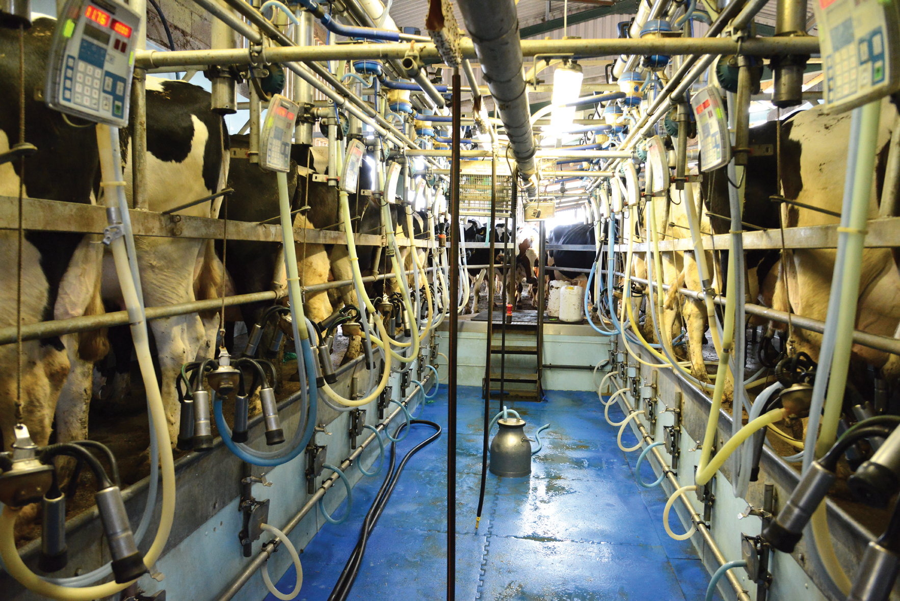Inside the milk machine How a dairy farm works How It Works Magazine