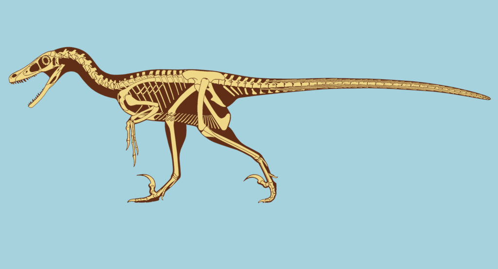 Learn about the Velociraptor, one of Jurassic World’s main dinosaurs