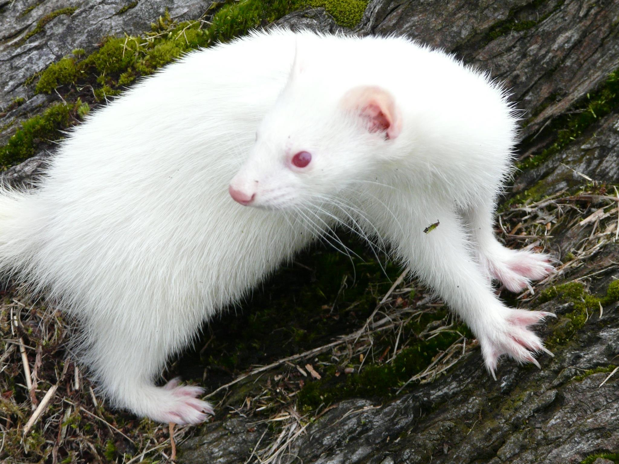Why do albino animals have red eyes? – How It Works