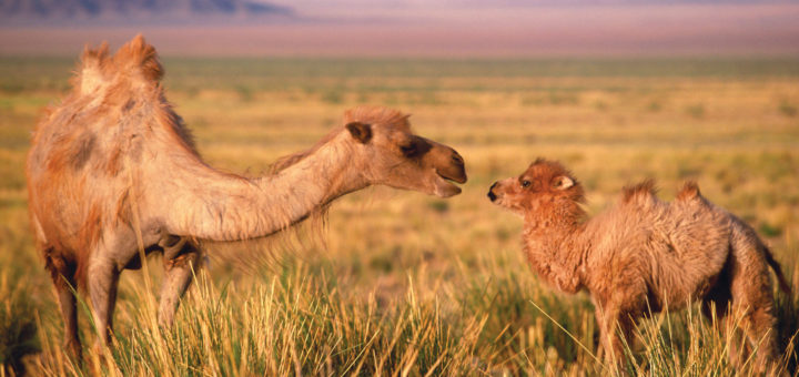 camel mother baby