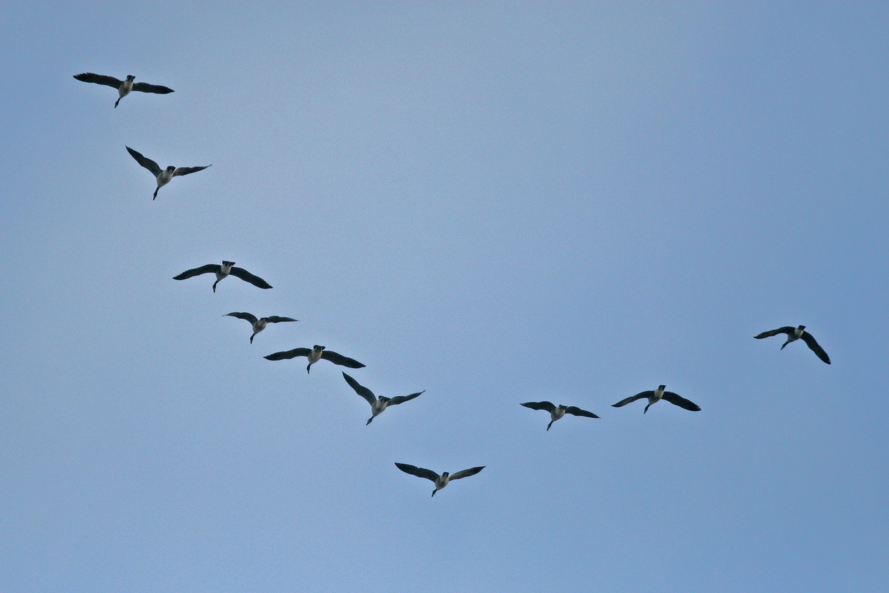 Why do birds flock together? – How It Works