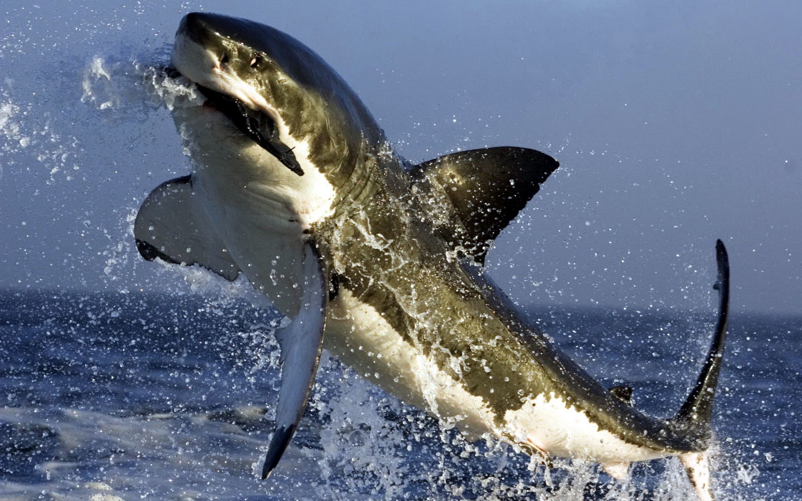 Shark Week: Sharks, the most misunderstood species on ...