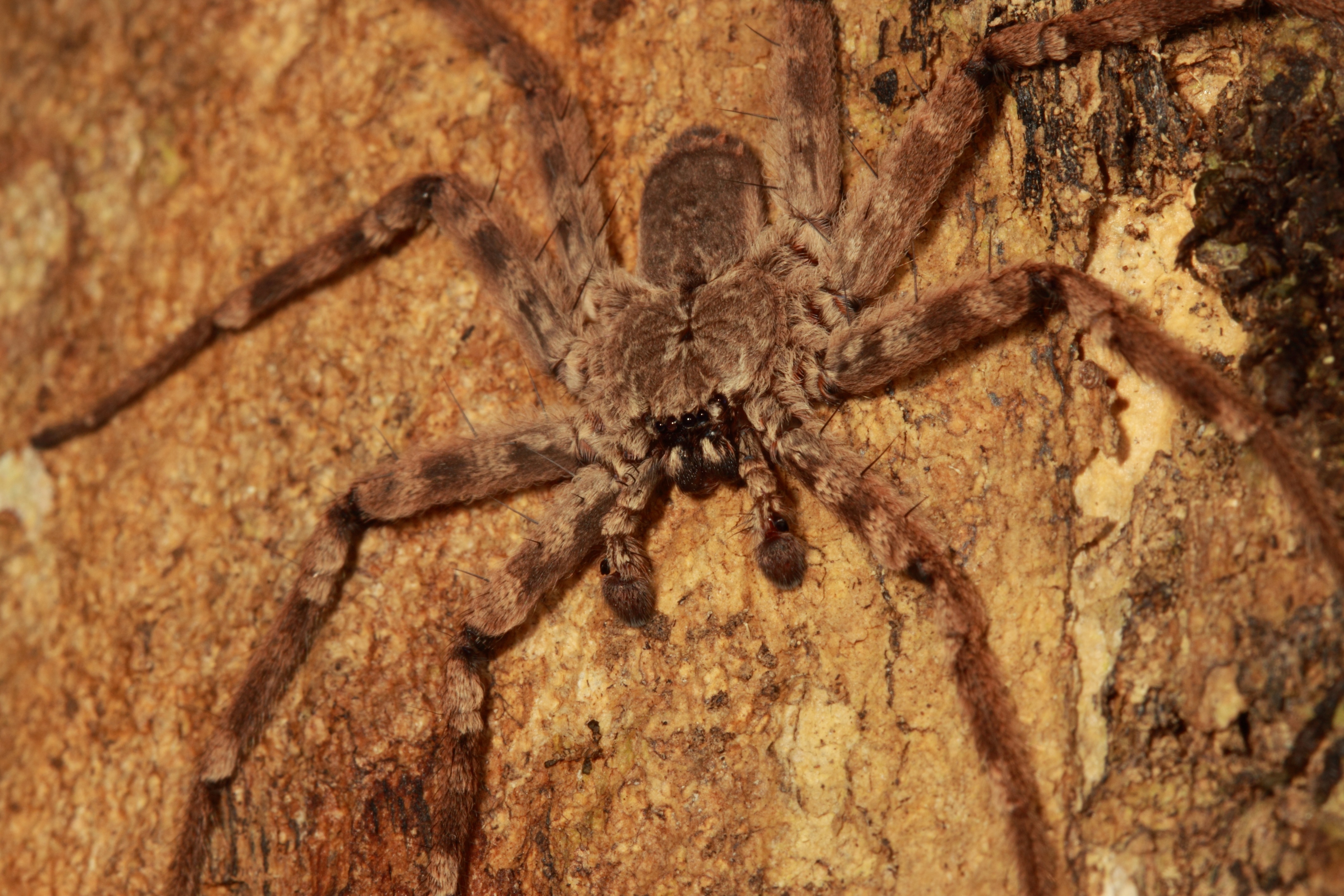 Skydiving spiders can steer themselves through the air video How It