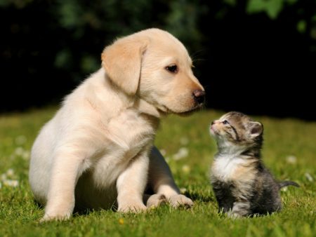 Cute puppy and kitten