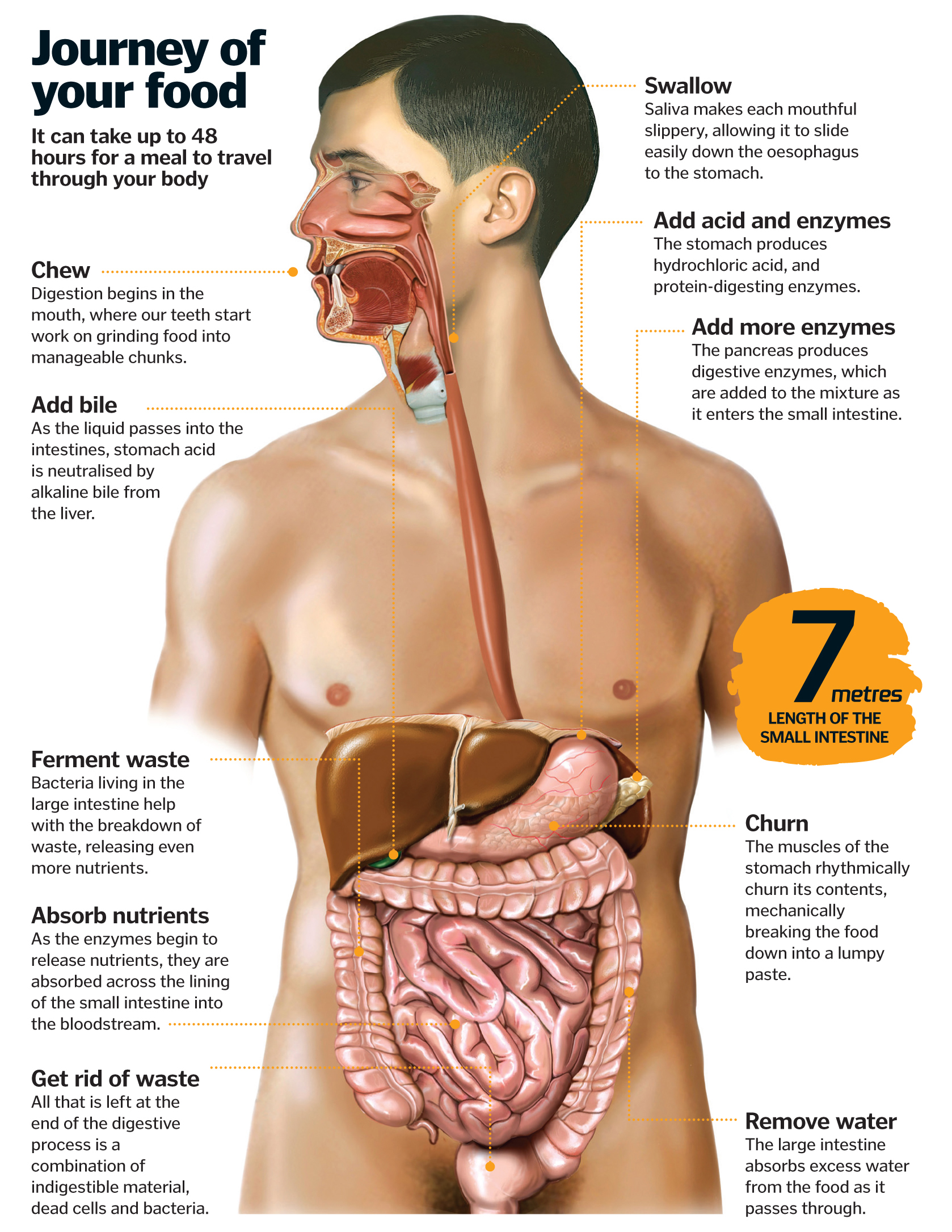 how far does food travel through the body