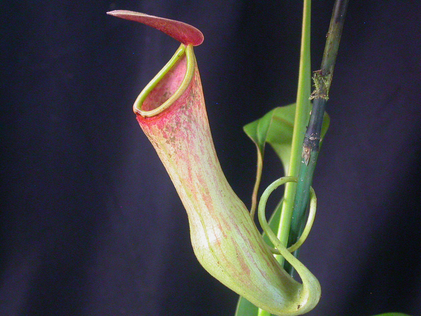 Killer plants how do these carnivorous plants capture, kill and eat