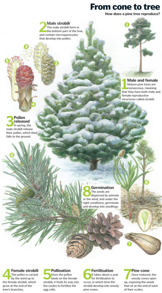 Pine tree lifecycle From cone to forest How It Works Magazine