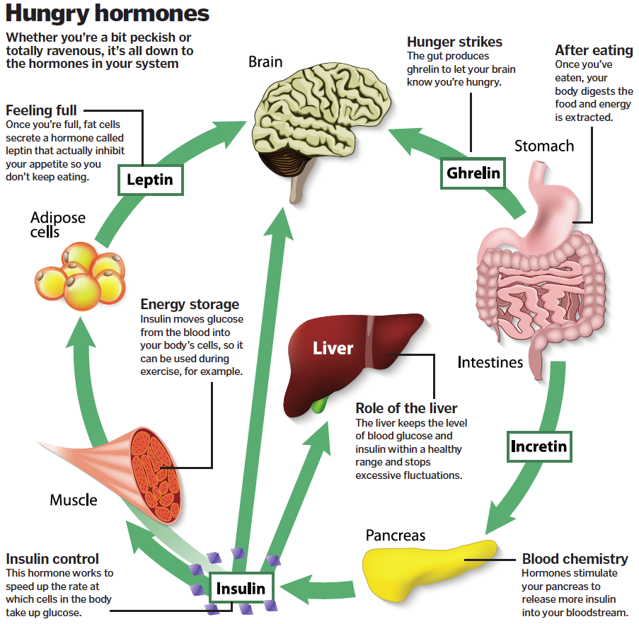 The biology of hunger – How It Works