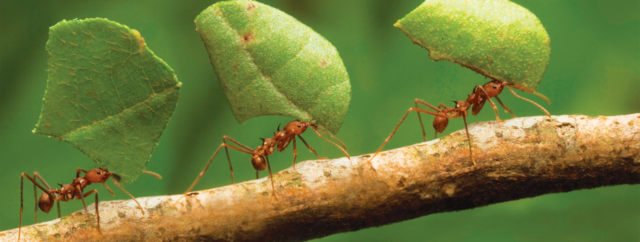 Ant architects
