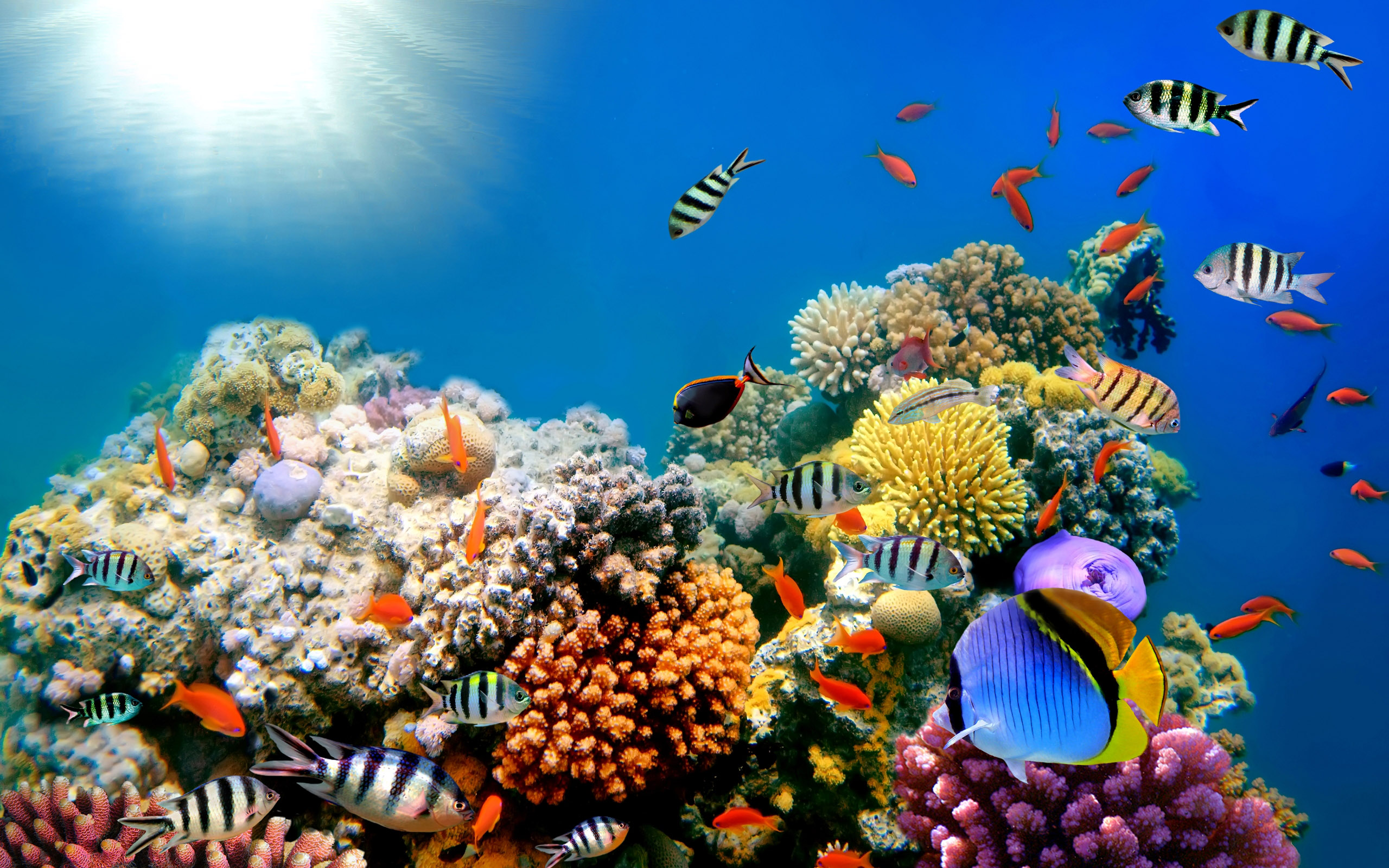 Coral reefs: Exploring the rainforest of the seas  How It 