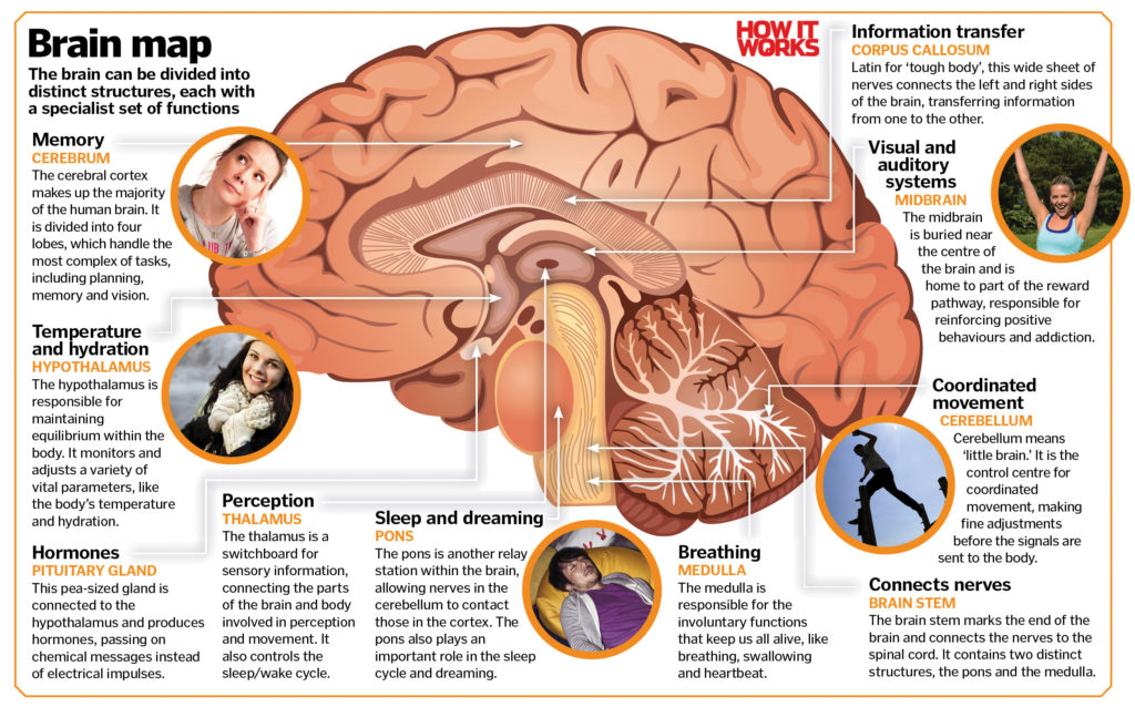 When Does Your Baby’s Brain Develop?