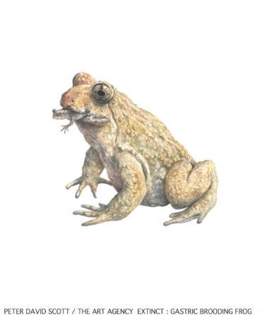 ExtinctGastricBroodingFrog