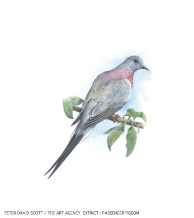 ExtinctPassengerPigeon