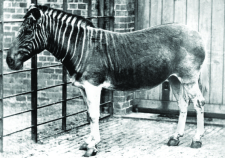 Quagga_photo
