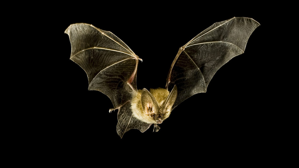 Bat sonar How do bats hear their prey? How It Works