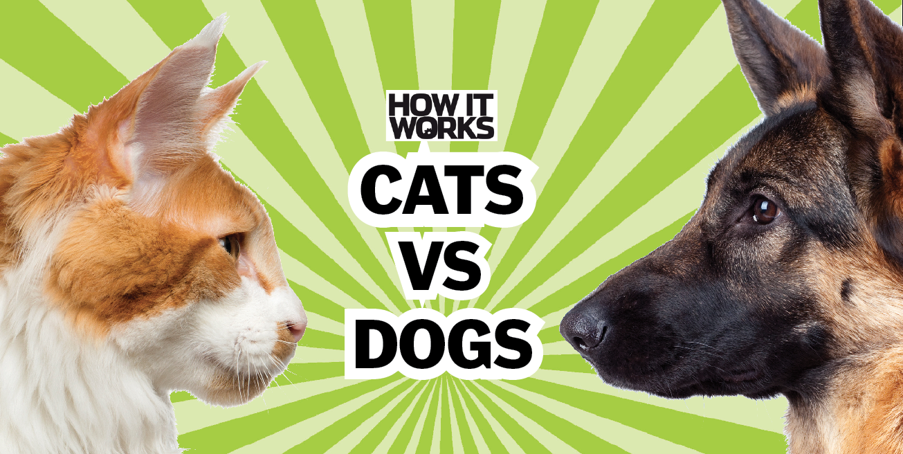 Clash of the claws: cats vs dogs – How It Works