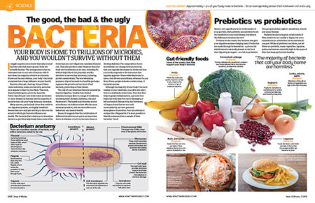 bacteria HIW88