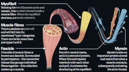 How our bodies build muscle