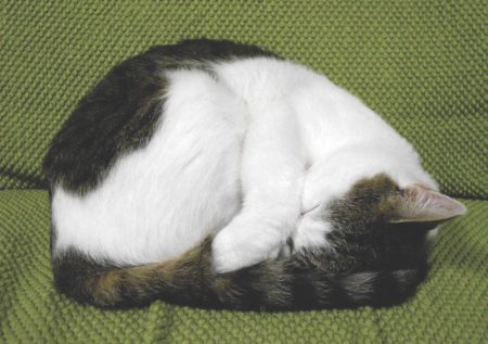 sleepy-cat