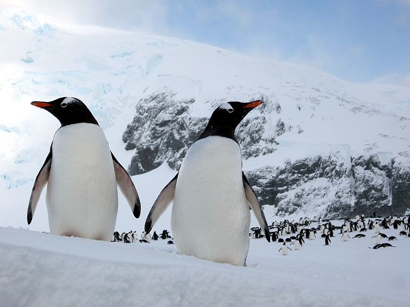 The life cycle of gentoo penguins