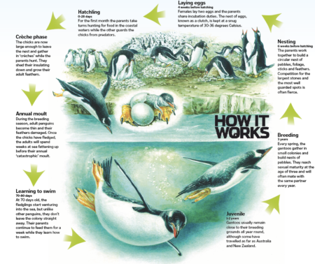 The life cycle of gentoo penguins