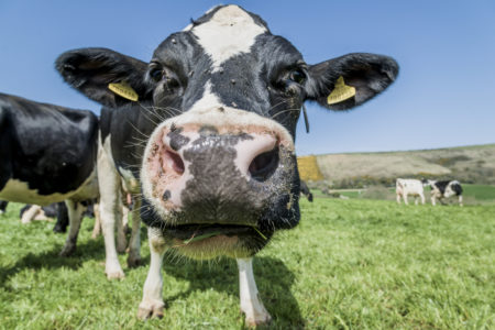 Climate change isn't the cow's fault