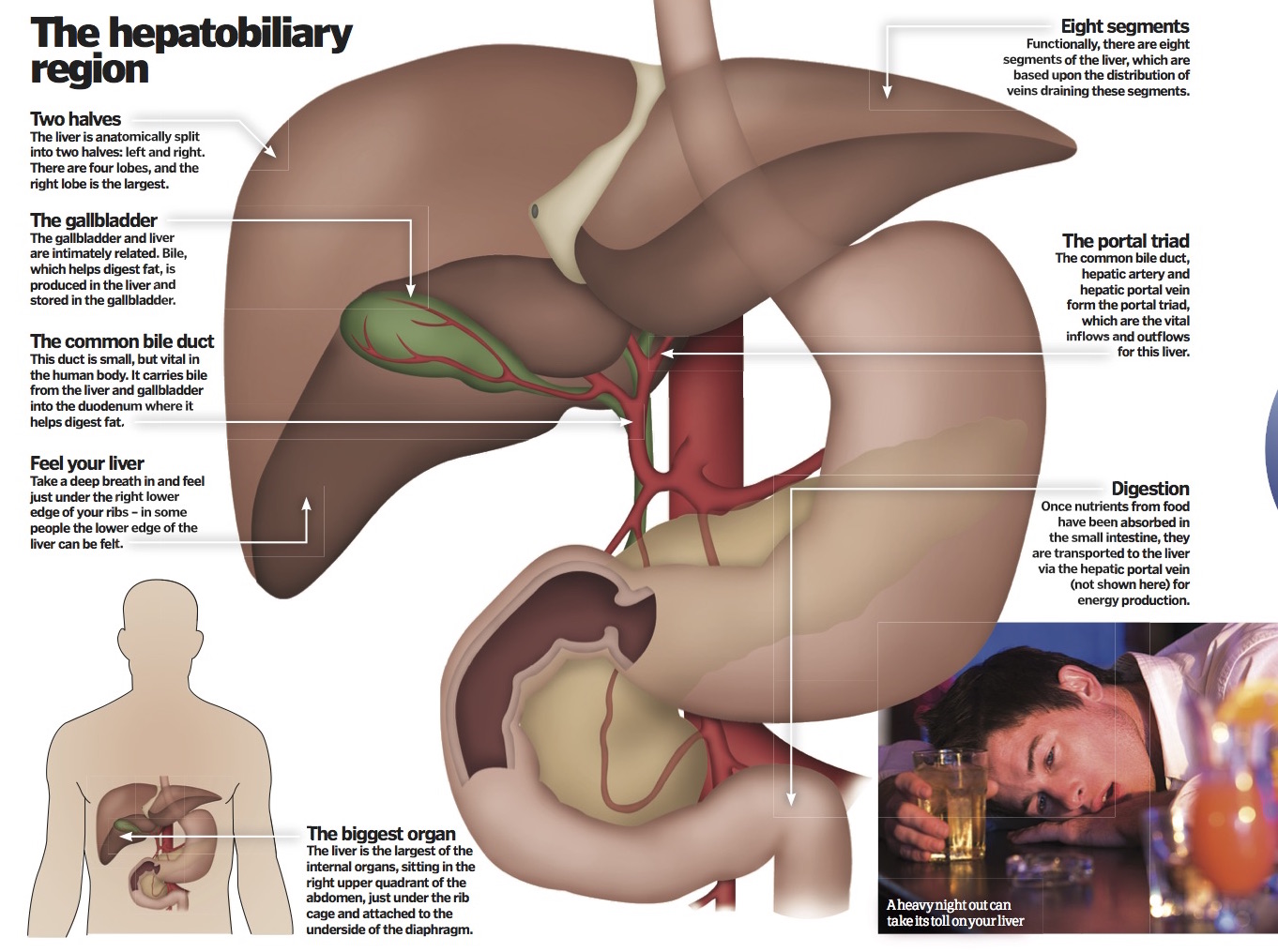 Liver facts