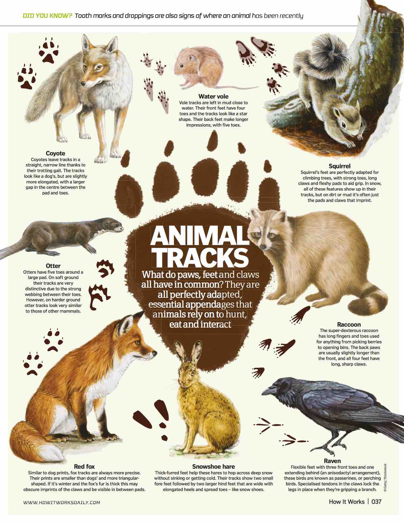 Animal Tracks - What do paws, feet and claws have in common? – How It Works