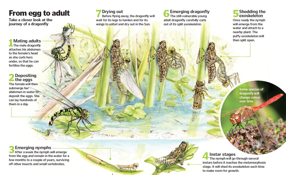 the-life-cycle-of-a-dragonfly