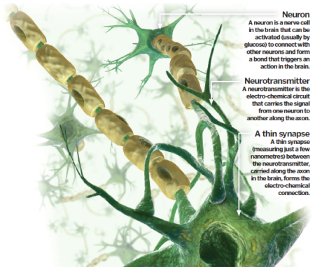Your Brain Explained