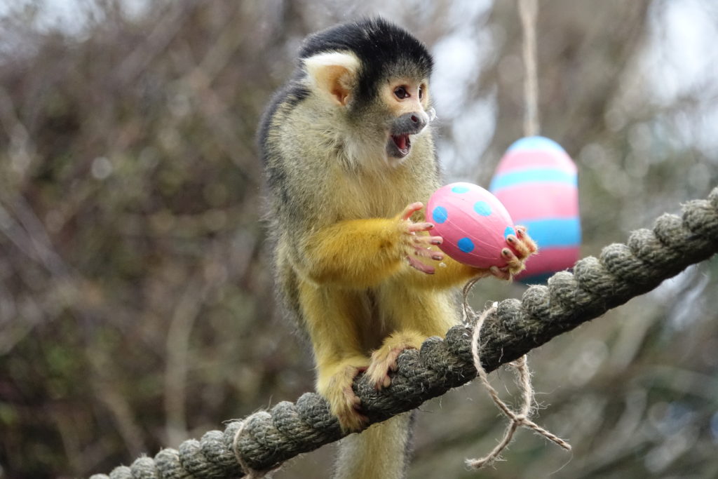 Animals at ZSL London Zoo get an Easter surprise How It Works
