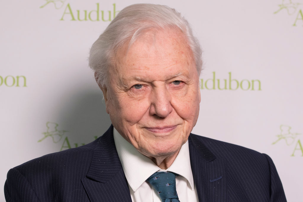 A close-up, chest-up portrait of Sir David Attenborough against a white background featuring the green Audubon logo. He is wearing a dark pinstripe suit, a white dress shirt, and a teal patterned tie, looking directly at the camera with a slight smile.