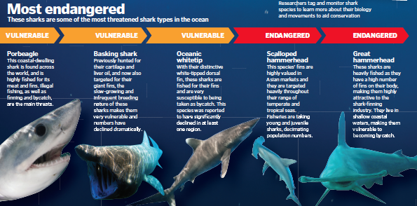 Threats to Sharks - Shark Finning