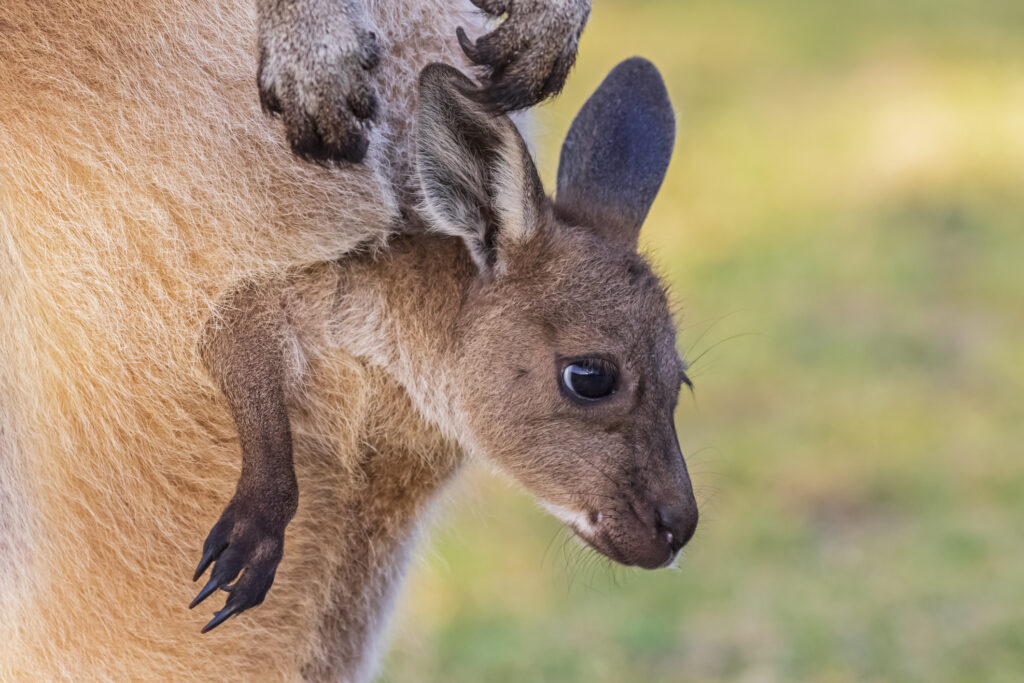 A close-up shot of a young joey kangaroo peeking out from its mother's pouch. The joey has soft, brown fur, large dark eyes, and alert ears, with one small paw visible resting against the mother’s light tan fur.