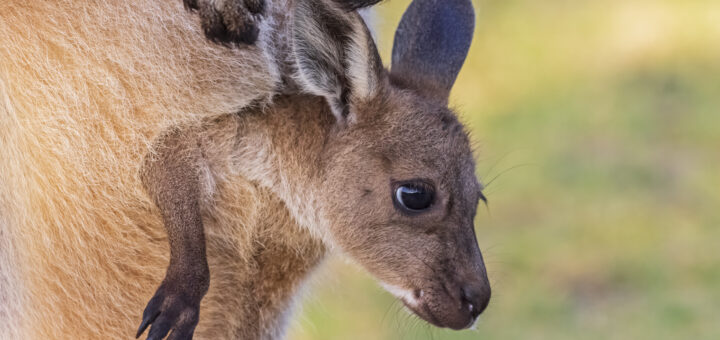 A close-up shot of a young joey kangaroo peeking out from its mother's pouch. The joey has soft, brown fur, large dark eyes, and alert ears, with one small paw visible resting against the mother’s light tan fur.