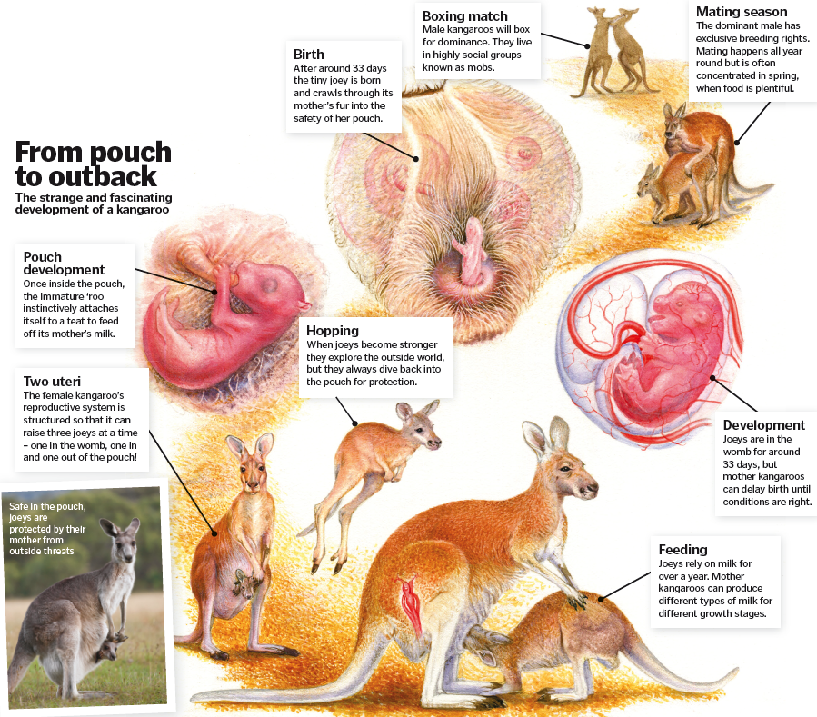 How It Works Kangaroo Life Cycle