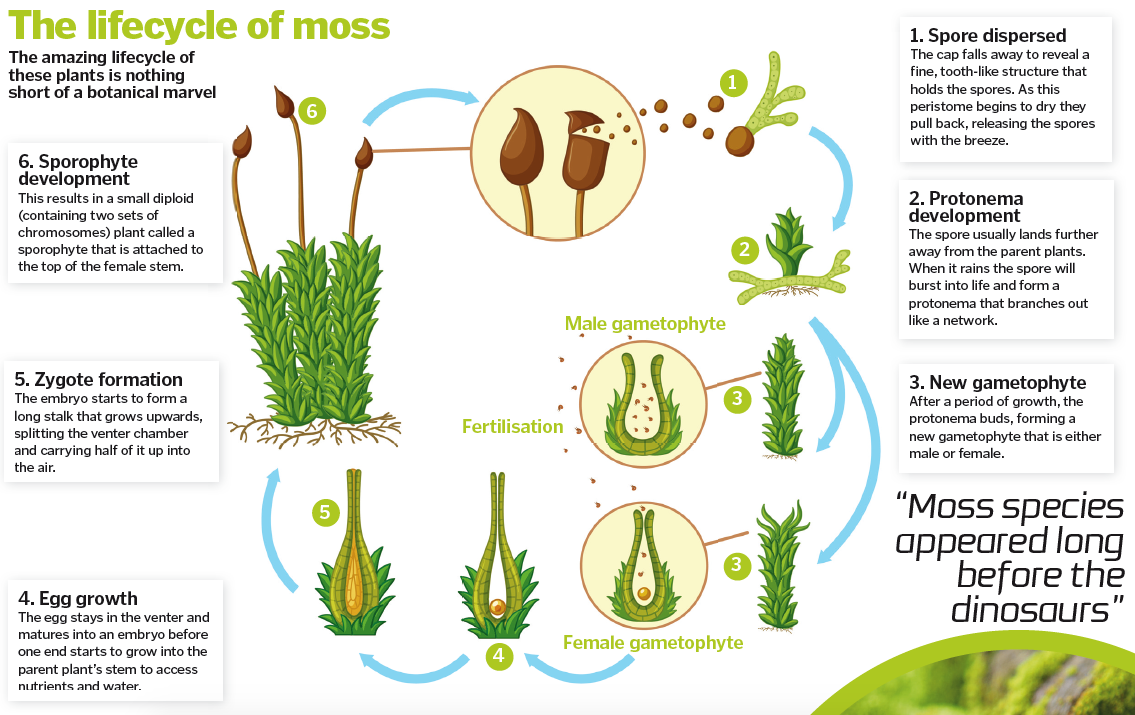 Plant в прошедшем. Moss Life Cycle. Moss structure. The Plant Life Cycle Stages. Fern Life Cycle.
