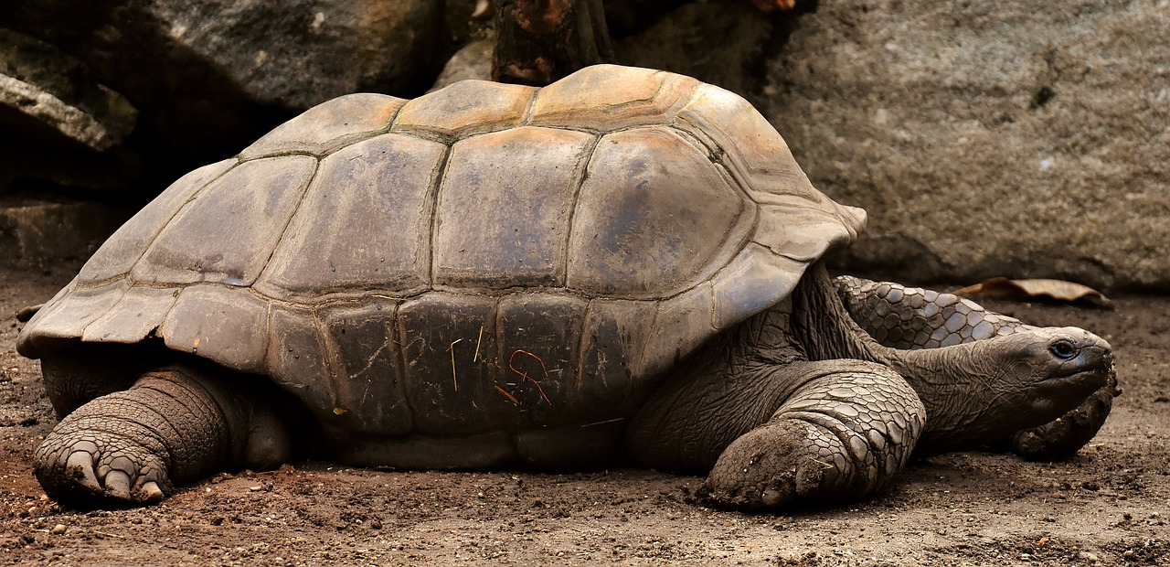 tortoise photo