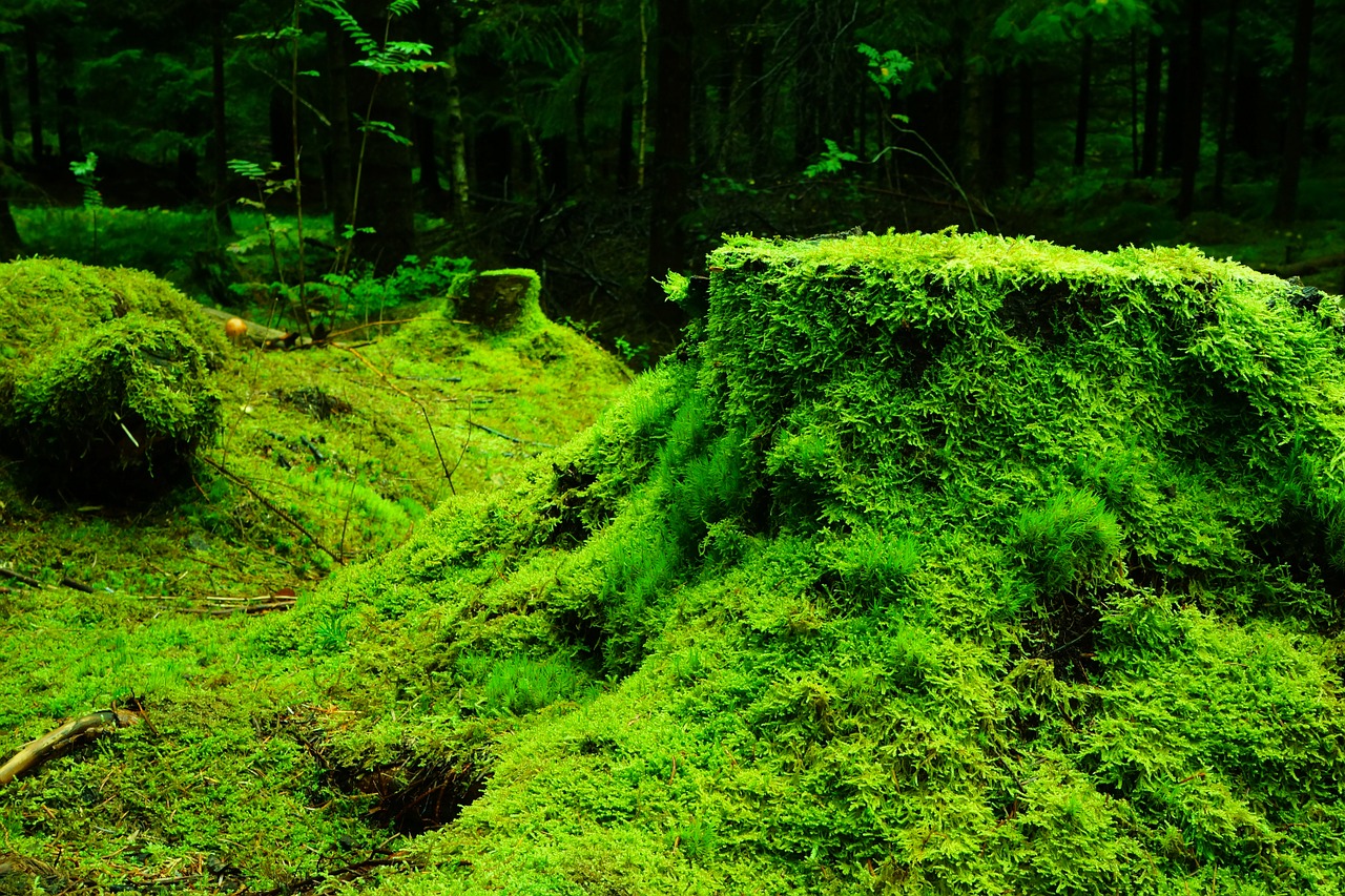 Mighty Moss How These Ancient Plants Have Survived For Millenia How It Works