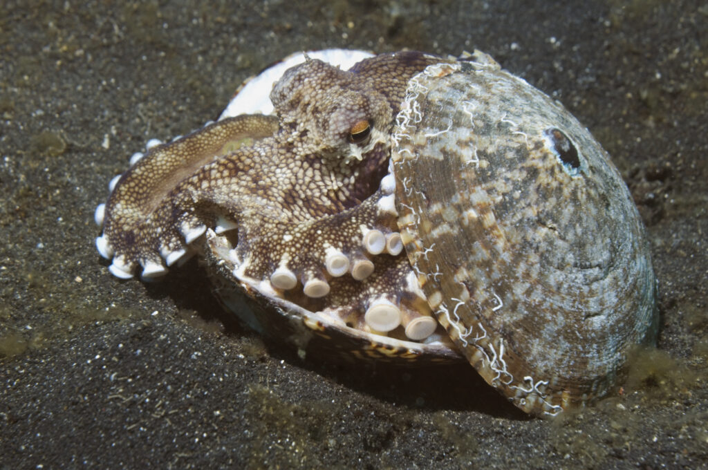 A coconut octopus camouflaging itself on the dark, sandy seabed by hiding inside two discarded seashells. Only its head, one eye, and several suckers are visible as it grips the shells together for protection.