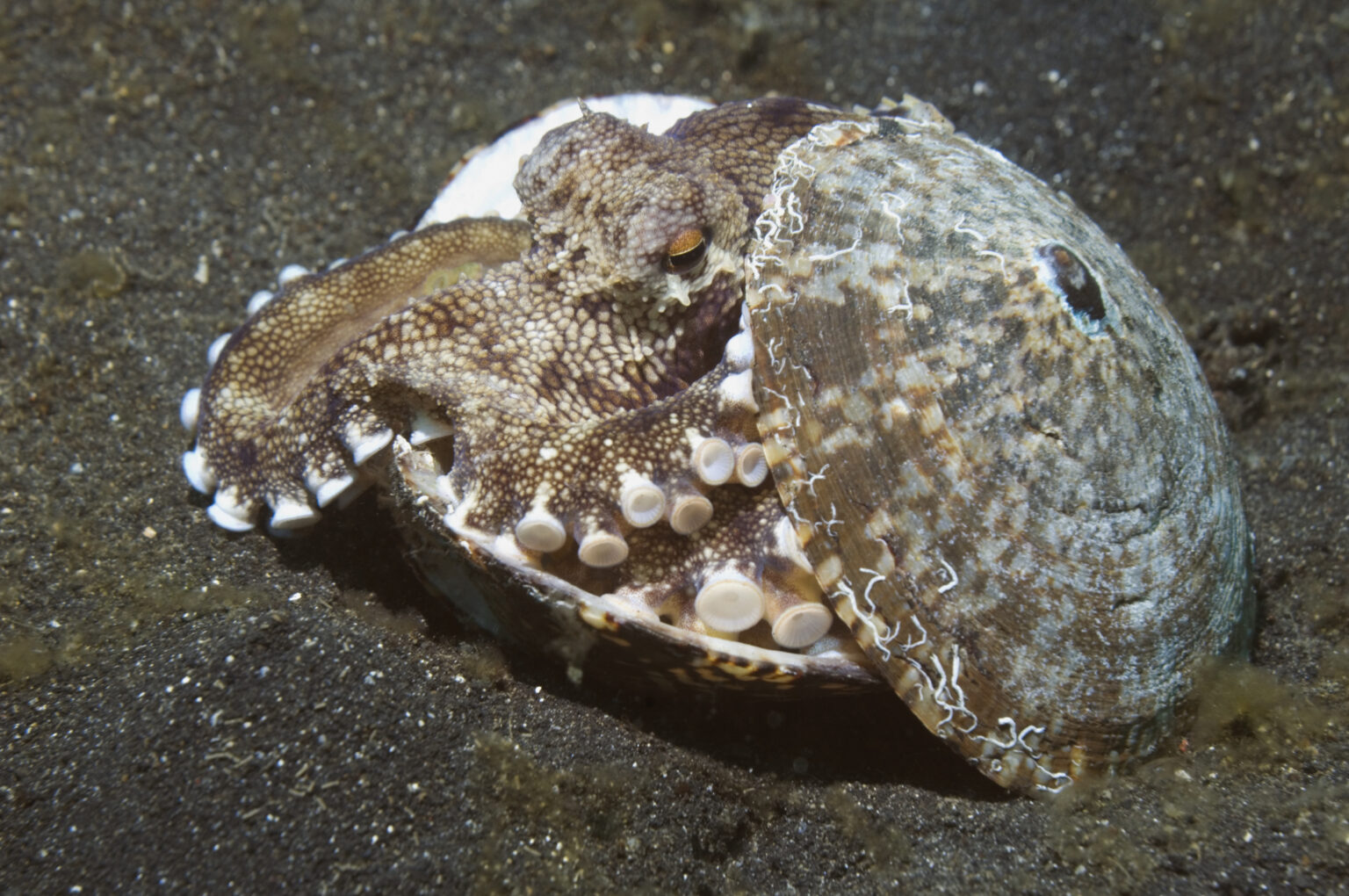 Why Do Octopuses Ink? The science behind their defence mechanism