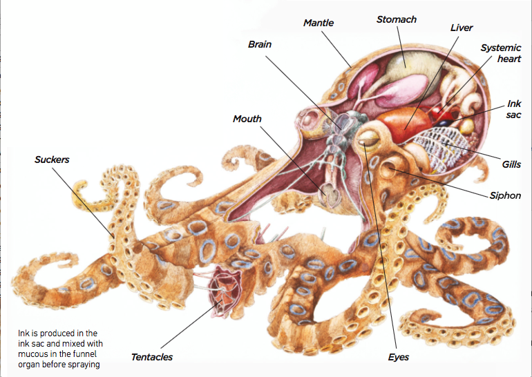Why do octopuses produce ink? How It Works