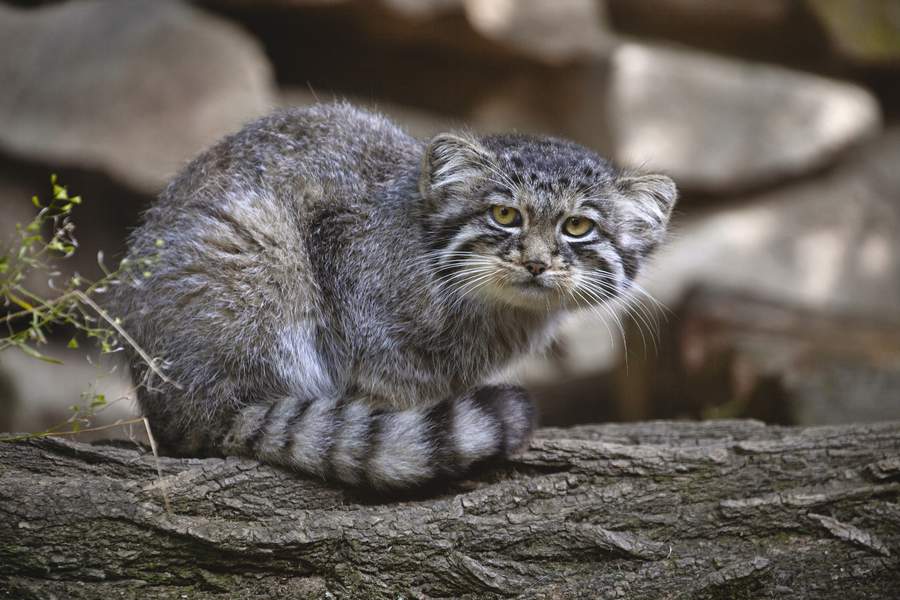 Why a Near-Threatened Status has the Pallas's Cat Royally Grumpy