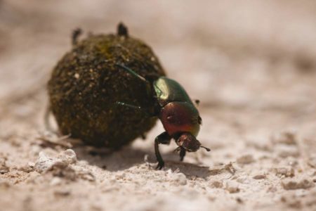How animals disperse seeds – How It Works How animals disperse seeds – How It Works