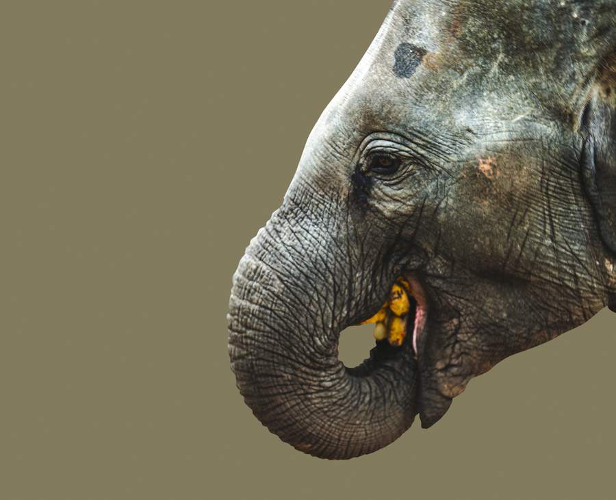 How animals disperse seeds How It Works