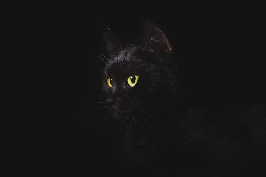 How animals see in the dark – How It Works
